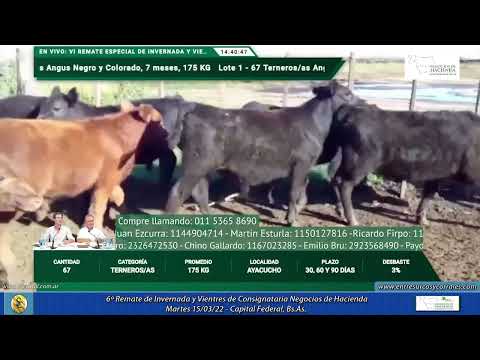 15-03-22 - 6º Remate de Invernada y Vientres de Negocios de Hacienda - Capital Federal, Bs.As.