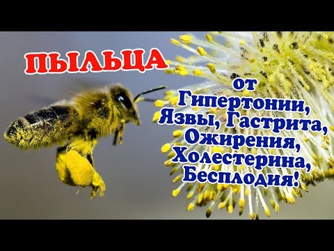Пыльца пчелиная. Чем полезна, как принимать и свойства. Гипертония, холестерин, простатит
