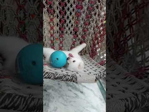 our 45days old Shiro 😊😊😊