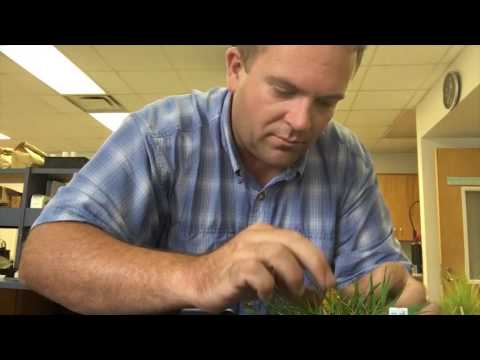 Tall Fescue Identification