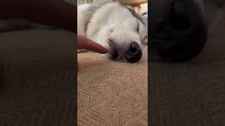 NEVER Boop A Husky Dog When They're Sleeping!!! video