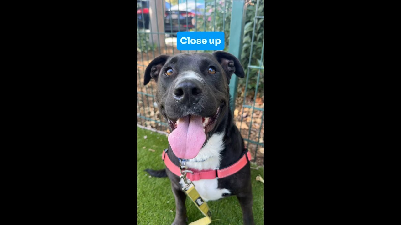 Meet Ruby and all our adoptables!