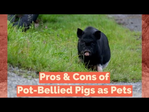 Pros  Cons of Pot Bellied Pigs as Pets