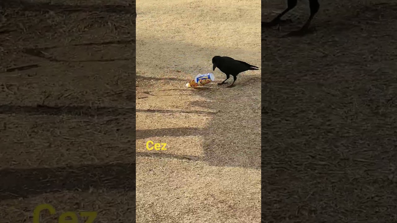 smart and intelligent  large  billed  crow  part 2  #birds #amazing #funny  #nature #shortvideos