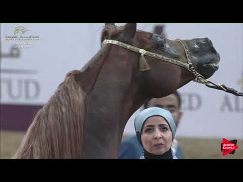 N.293 SPARTACUS TO - 2019 Qatar Individuals - Stallions 11 Years Old and Over (Class 12) .mp4