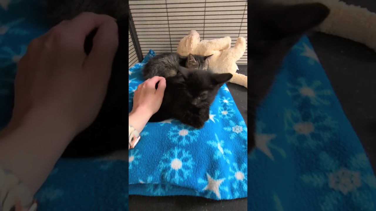 Enlarge Justin, a Adoptable mixed breed in Mount Carmel, IL video 3/5