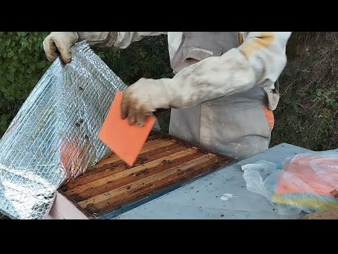 Tretman mravljom kiselinom 12.10.2023.