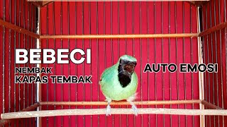 Download lagu Bebeci Banyuwangi Nembak Kapas Tembak | CUCAK IJO GACOR NEMBAK KAPAS TEMBAK mp3