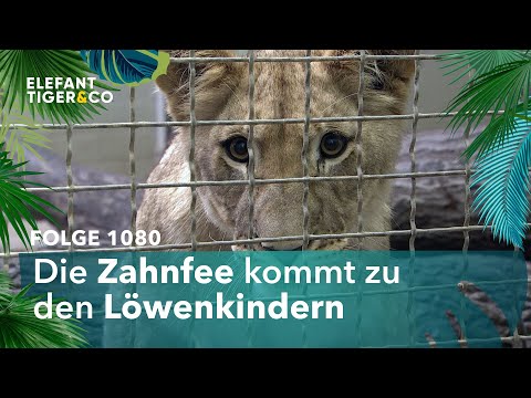 Die Löwen kriegen neue Zähne (Folge 1080) | Elefant, Tiger & Co. | MDR