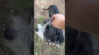 Video preview image #1 Havashu Puppy For Sale in Grafton, WI, USA