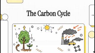 Carbon Cycle Explained: Photosynthesis, Respiration & Human Impact
