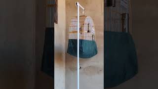 MDC-85