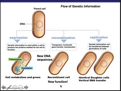Ch 8 Microbial Genetics Part 1