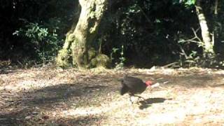 preview picture of video 'Dave catching a scrub turkey'