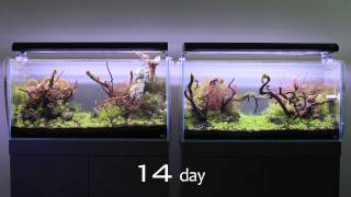 Twinstar Nano