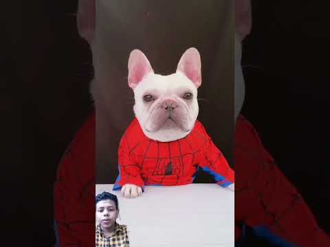 #funny #dog #comedy #animals #pets #reaction #cute #izhaan #surajroxfunnyvibeo #realfools