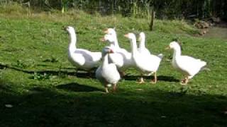 preview picture of video 'Them geese on that farm..'