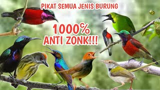 Download lagu 2026 TERBARU PALING AMPUH!!! Mp3 memanggil semua jenis burung di jamin gacor anti zonk mp3