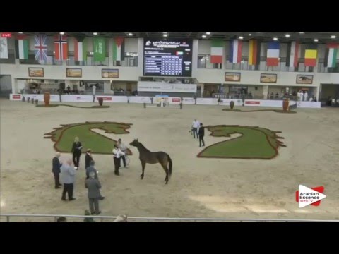 N.97 ASSAHIR - Sharjah 2016 - 2 Years old Colts (Class 5)