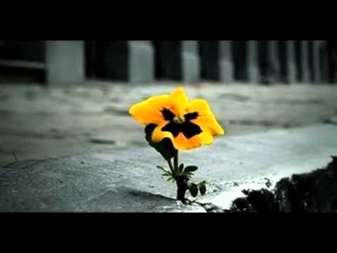 Baszu , RaVek - Co Z Nas Wyrosło?