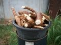 Growing cassava at home, From planting to harvest ...