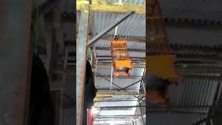 Download lagu Suara panggilan Pleci Flavus/Pantai part.1 mp3