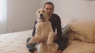 videos de risa  fase de perro confiado