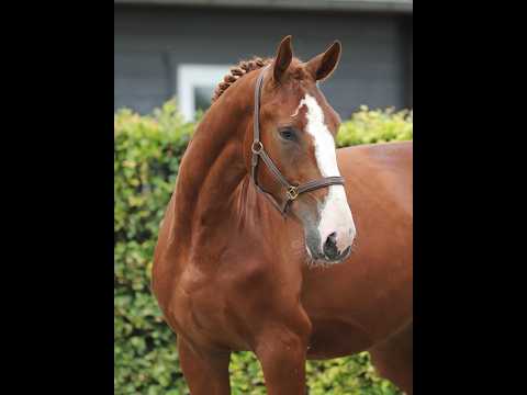 Tattoo HDP (SANTANO x QUIDAM DE REVEL) - Video 2 video thumbnail