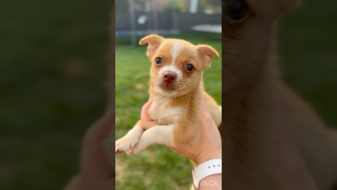 Enlarge Bear, a Adopted mixed breed in Belcamp, MD video 6/6