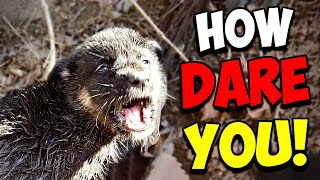 Small Puppy was Scared to Death After a Dog Attack until This Happened