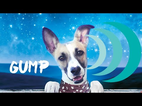 Gump 🐶 | Officiële trailer