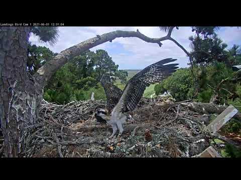 Osprey Chick "Wingercizes" At Savannah Osprey Nest – June 1, 2021