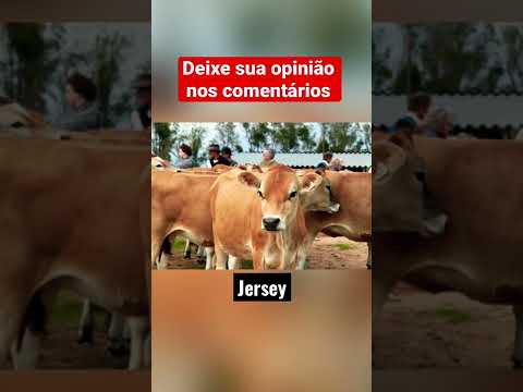 , title : 'Qual melhor raça de vaca de leite? Veja as principais #agro #pecuaria #fazendinha'