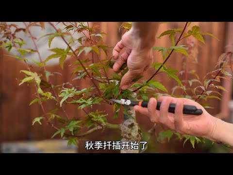 紅楓樹