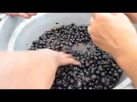 A casa di Rossana - La preparazione della mostarda