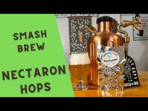 What Do Nectaron Hops Taste Like? - SMaSH Beer Experiment