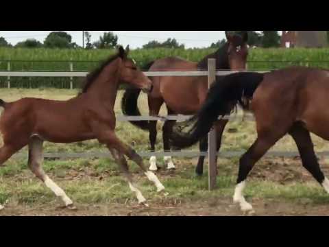 Riot Girl Courtier  * 27/04/17 Quasimodo v d Molendreef x Argentinus