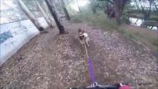preview picture of video 'Bikejöring Urban Mushing Qro - Tequis Globo Road'