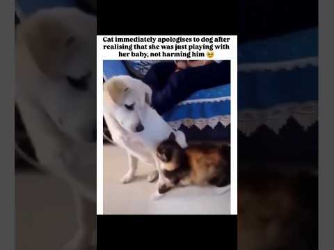 Cat Attacks… Then Instantly Says Sorry 💔❤️