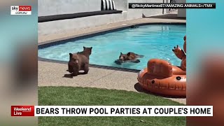 Family of bears cool off in California couple’s pool