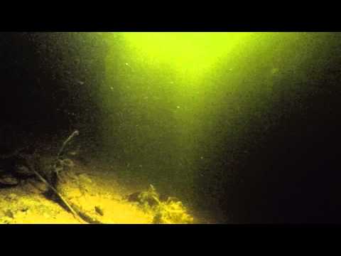 If Fish Had Flashlights