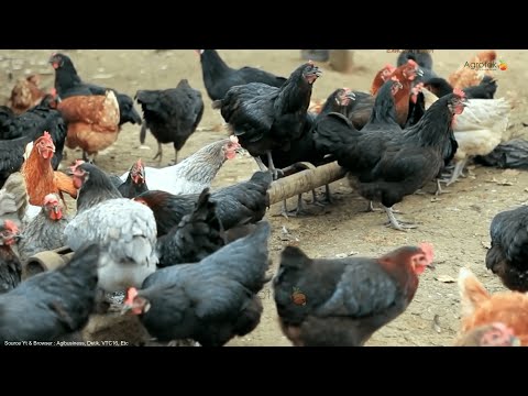 Agrotek | Tips Budidaya Ayam Kampung Agar Bisa Sukses