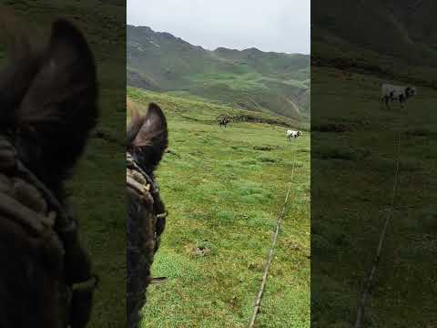 chagras chilcatingo, enlazando toro, Pujili Cotopaxi