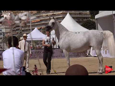 N.87 AL INAYA - Menton 2019