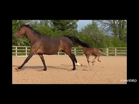 Kjento Colt x Mount St John Freestyle x Ferdeaux Dam Line 2025
