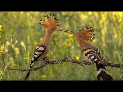 Eurasian Hoopoe at Nesting Site