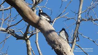 Acorn Woodpecker