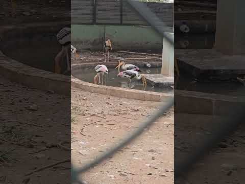 Kanav Shocked! 🦆 Duck Eating Fish? 😲 | Zoo Surprise, See description