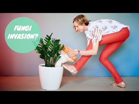 How To Get Rid Of Mushrooms In Houseplants