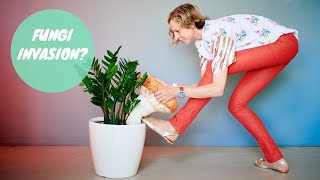 How To Get Rid Of Mushrooms In Houseplants